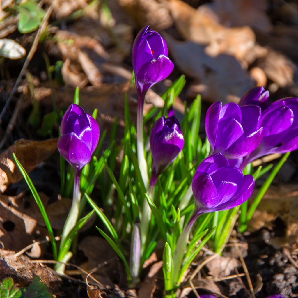 Crocus tommasinianus Ruby Giant - Early Crocus