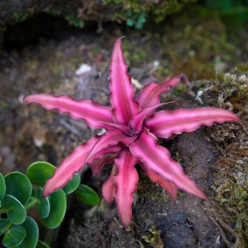 Cryptanthus bivittatus Super Pink - Earth star