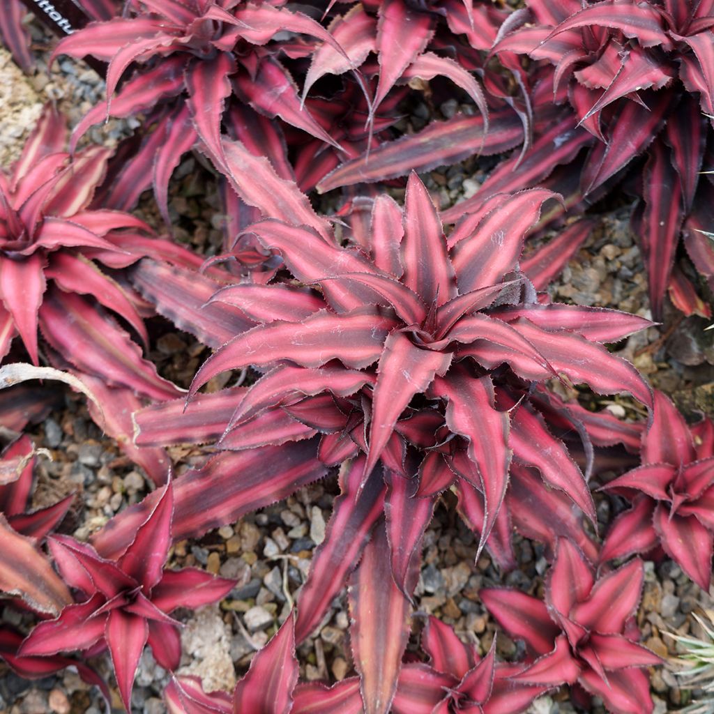 Cryptanthus bivittatus Super Pink - Earth star