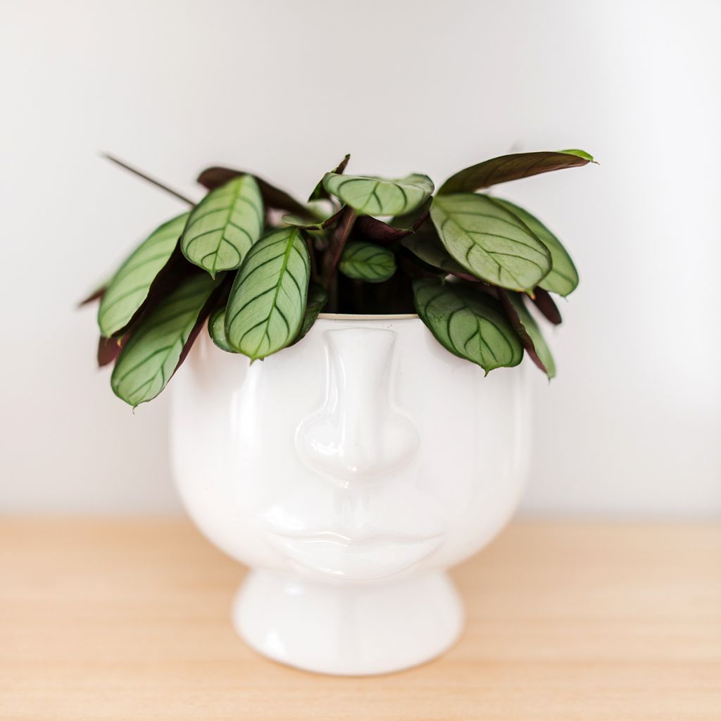 Ctenanthe burle-marxii Amagris - Never never plant