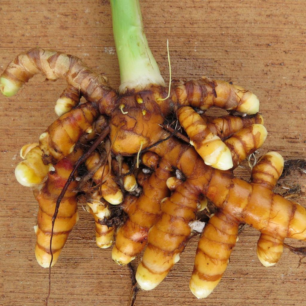 Curcuma longa - Common Turmeric