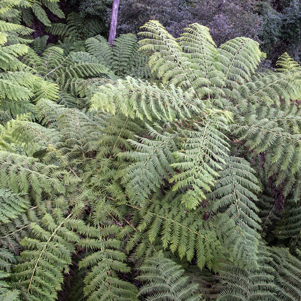 Cyathea australis - Australian Tree Fern