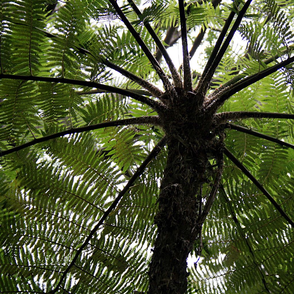 Cyathea cooperi - Australian Tree Fern