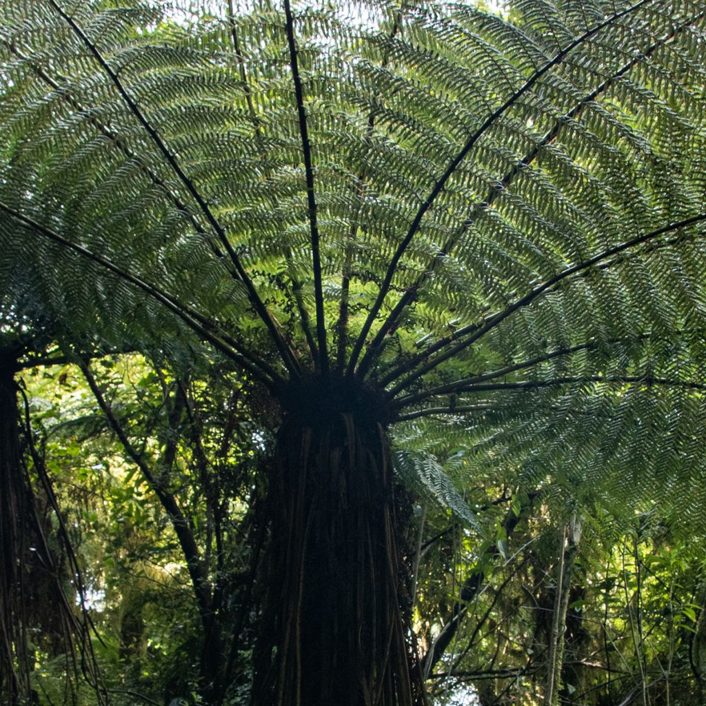 Cyathea medullaris - Black Tree Fern