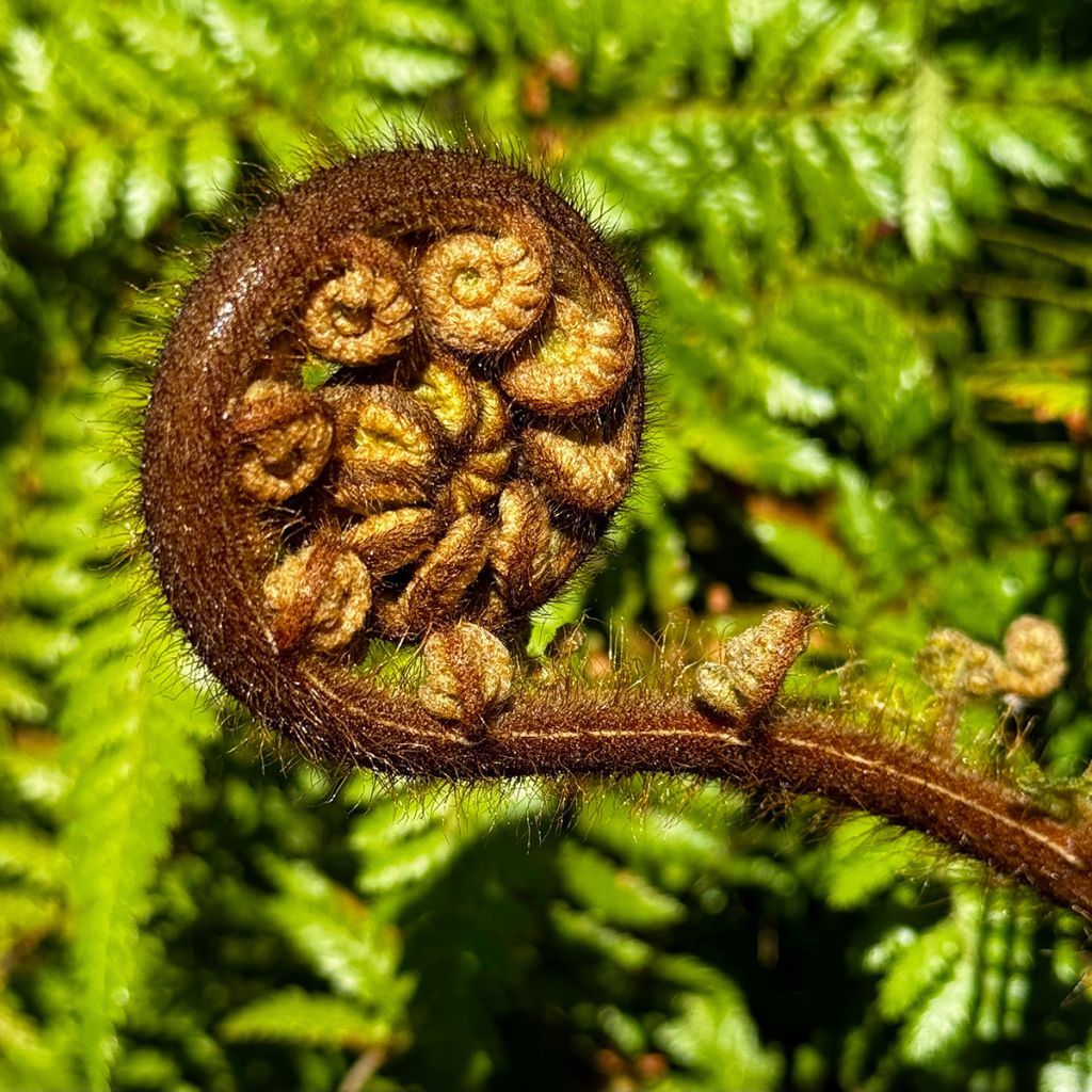 Cyathea medullaris - Black Tree Fern