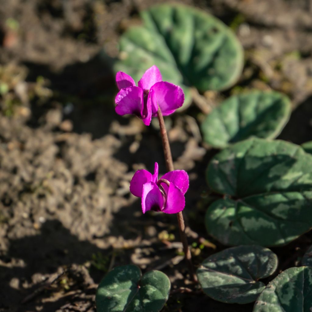 Potted Cyclamen Coum - Pink