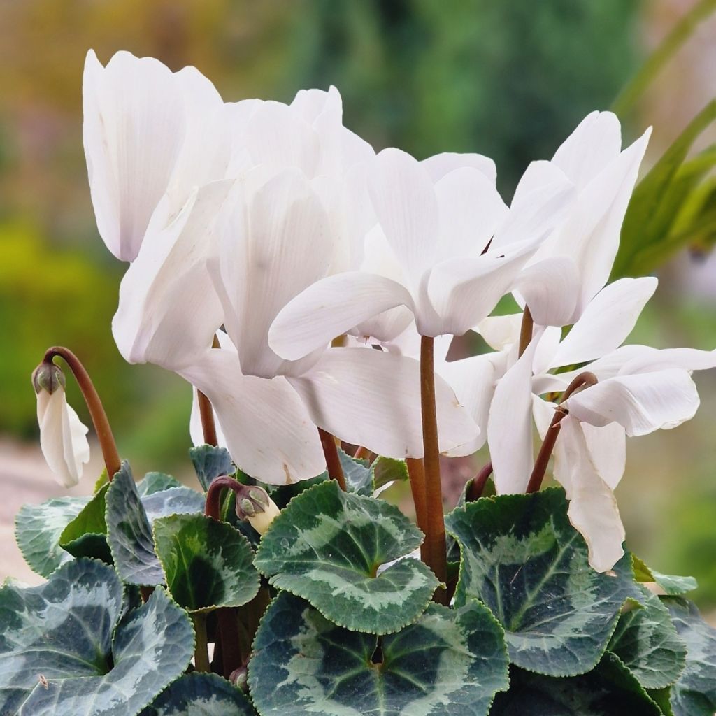 White Persian Cyclamen - Cyclamen persicum