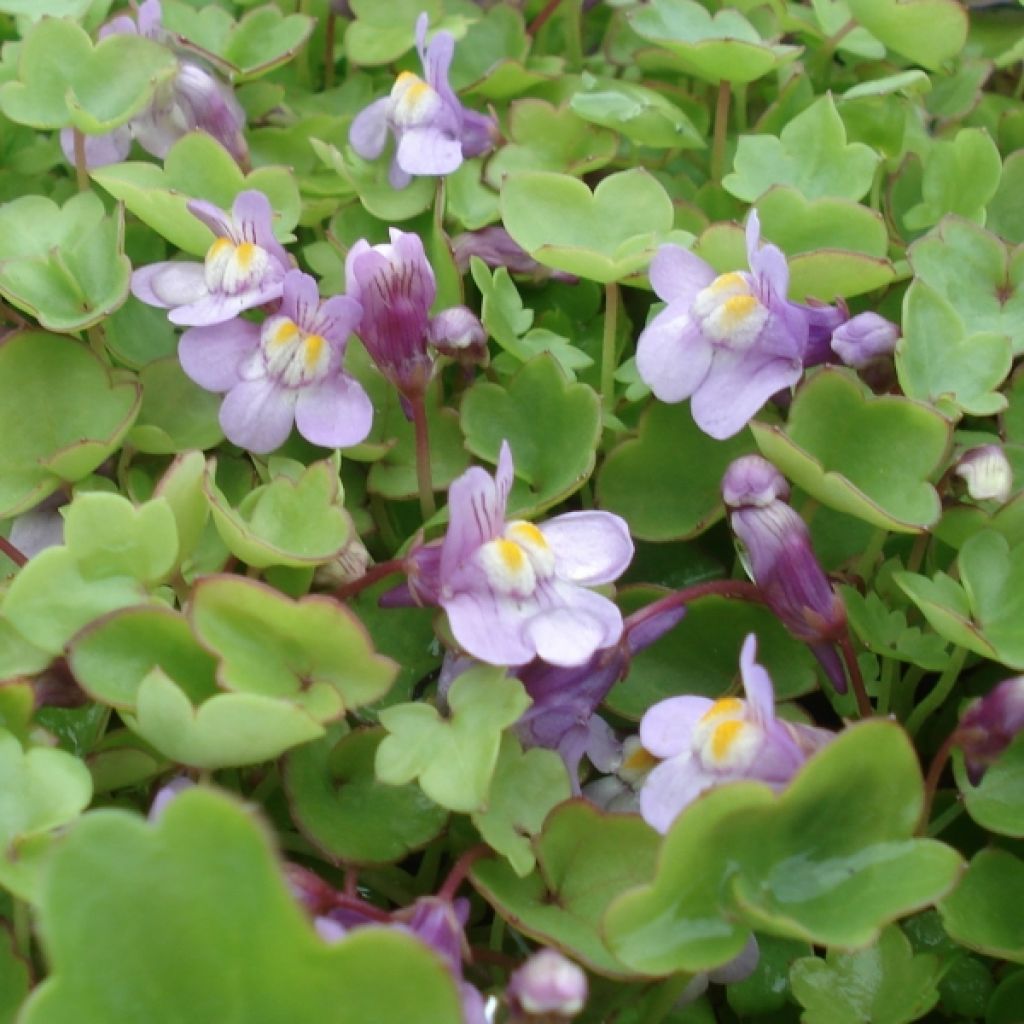 Cymbalaria muralis 