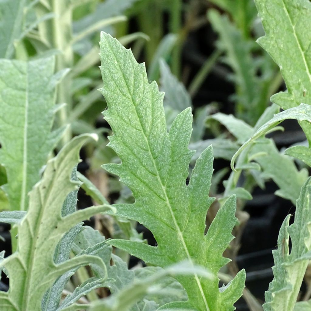 Artichoke Gros Vert de Laon