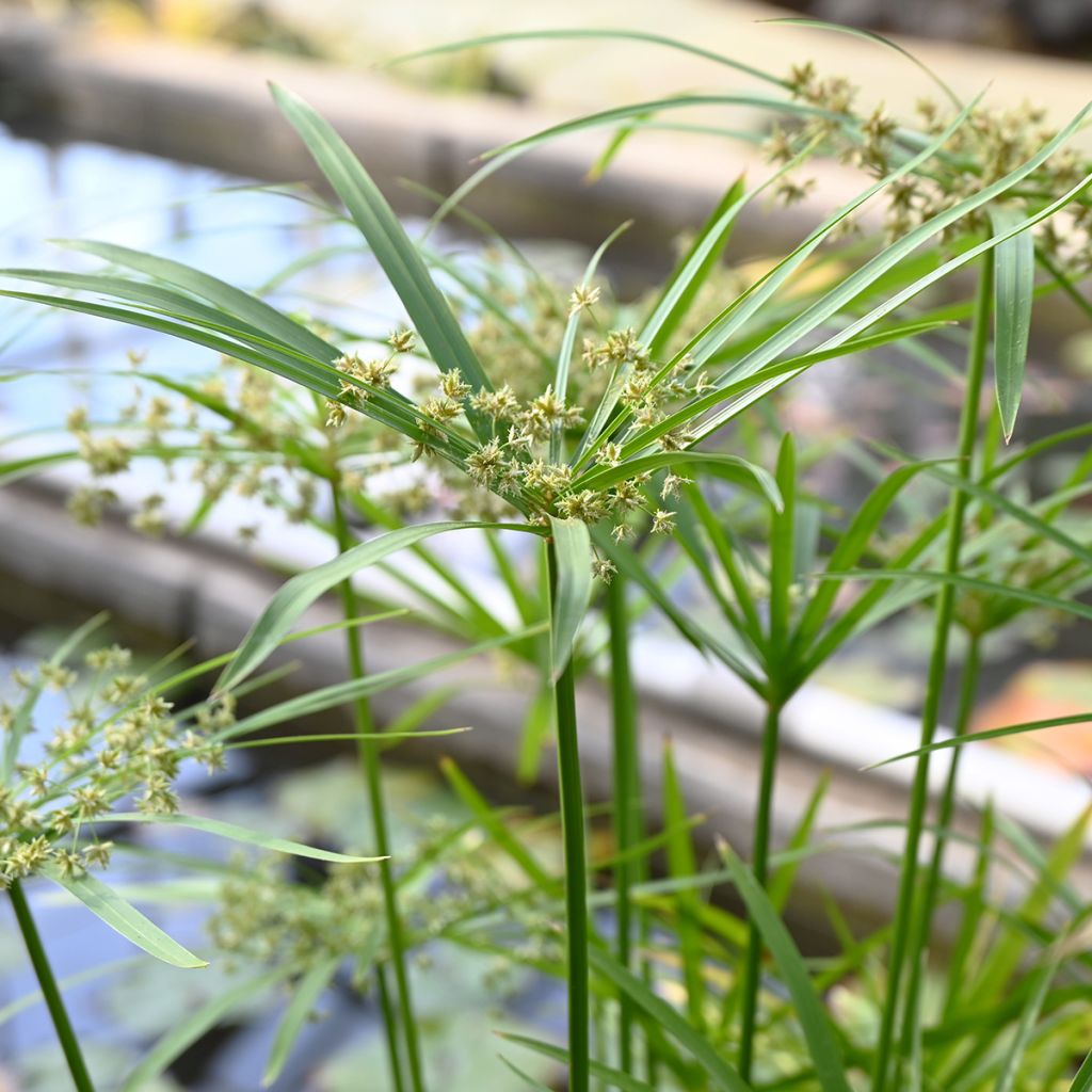 Cyperus alternifolius seeds - Umbrella papyrus