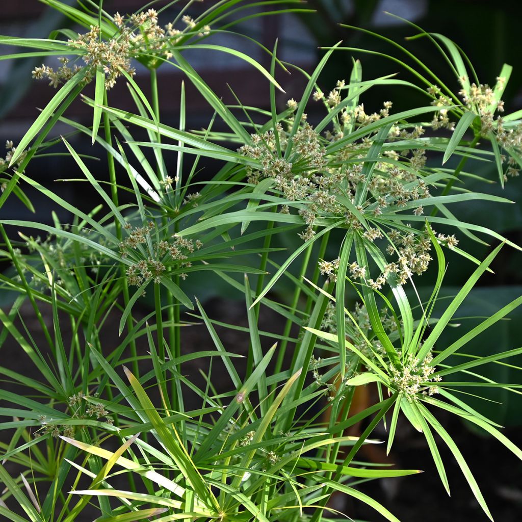 Cyperus alternifolius seeds - Umbrella papyrus
