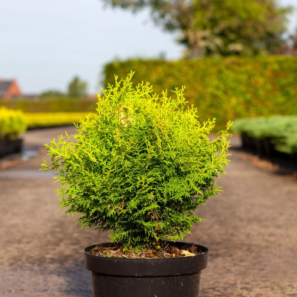Chamaecyparis obtusa Lucas - Hinoki Cypress