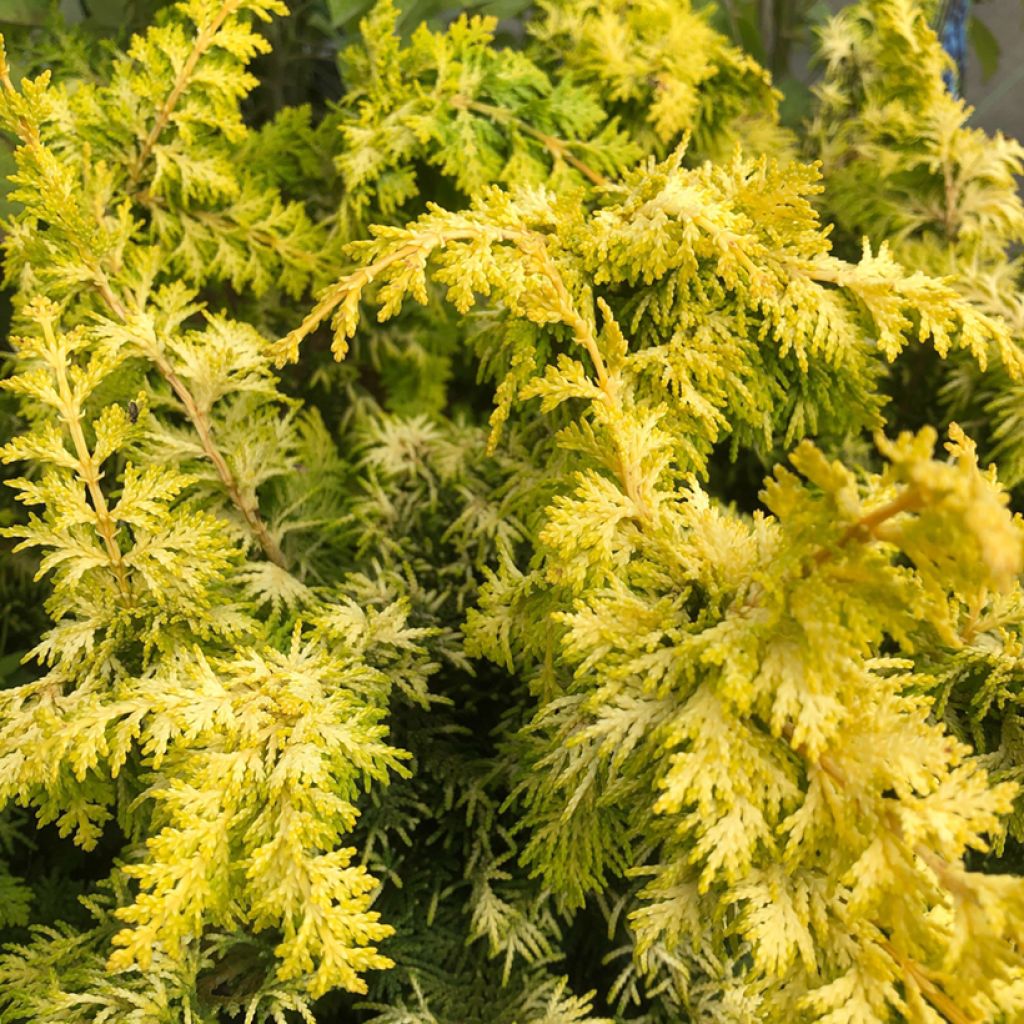 Chamaecyparis obtusa Fernspray Gold - Hinoki Cypress