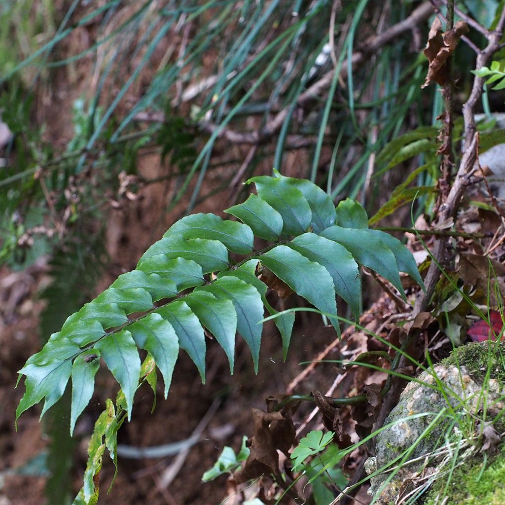 Cyrtomium fortunei - Evergreen fern