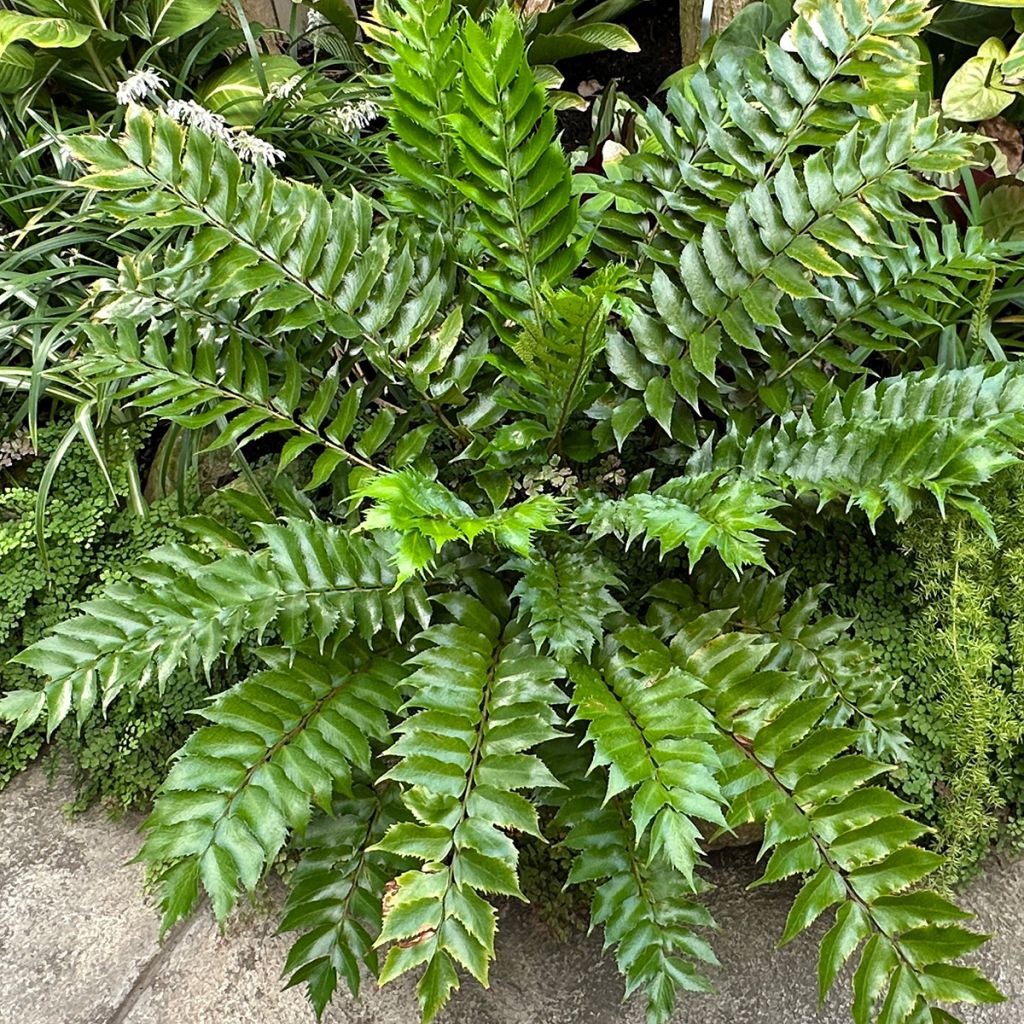 Cyrtomium falcatum