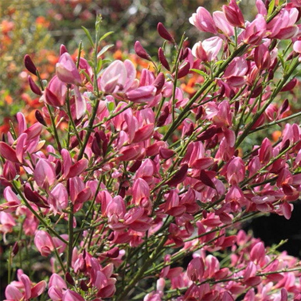 Cytisus praecox Hollandia