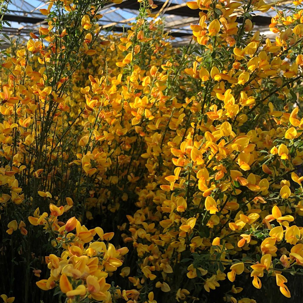Cytisus scoparius Apricot Gem