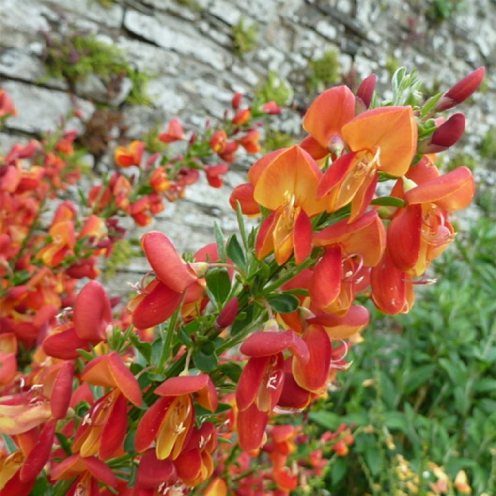Cytisus scoparius Goldfinch