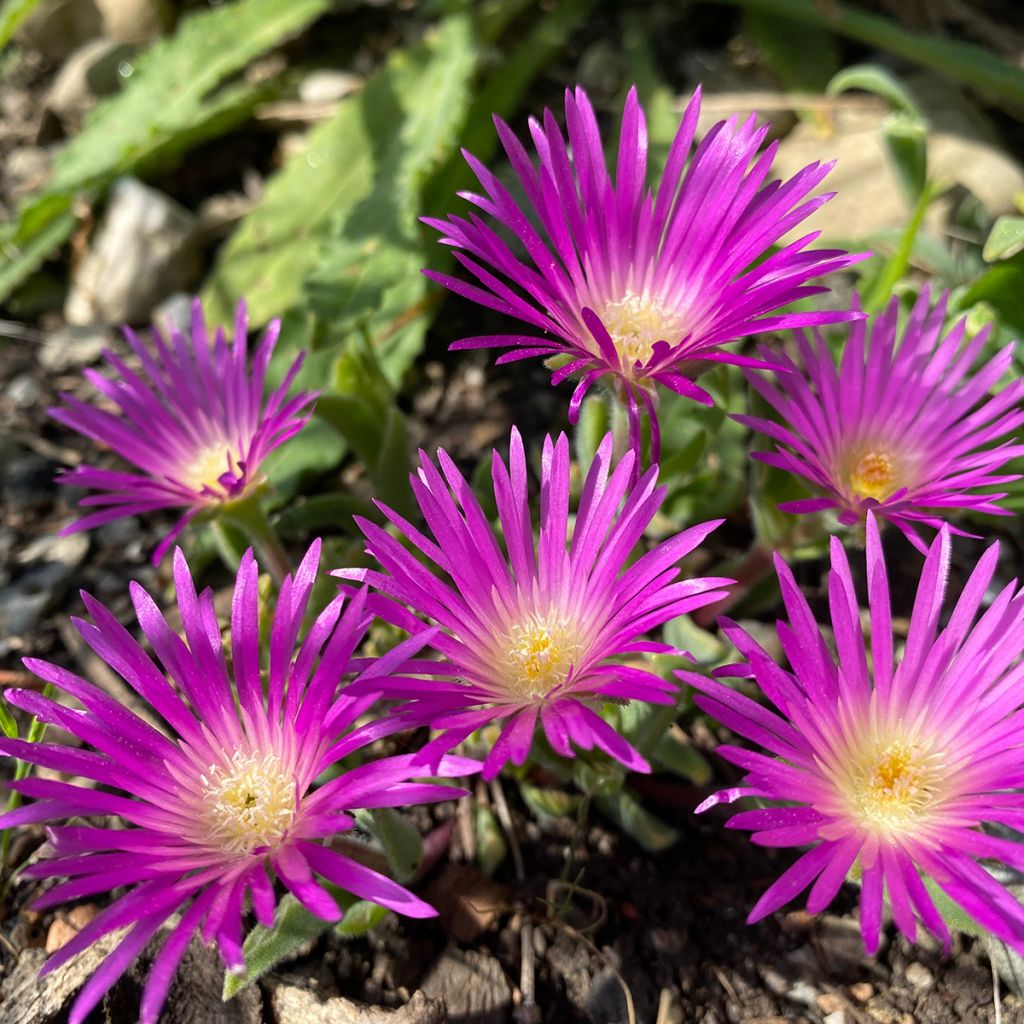 Delosperma ashtonii 