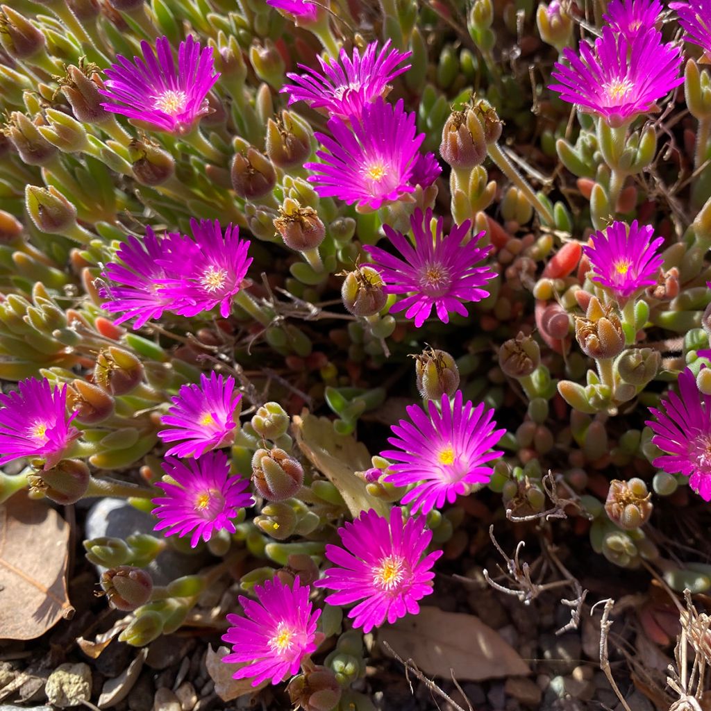 Delosperma ashtonii 