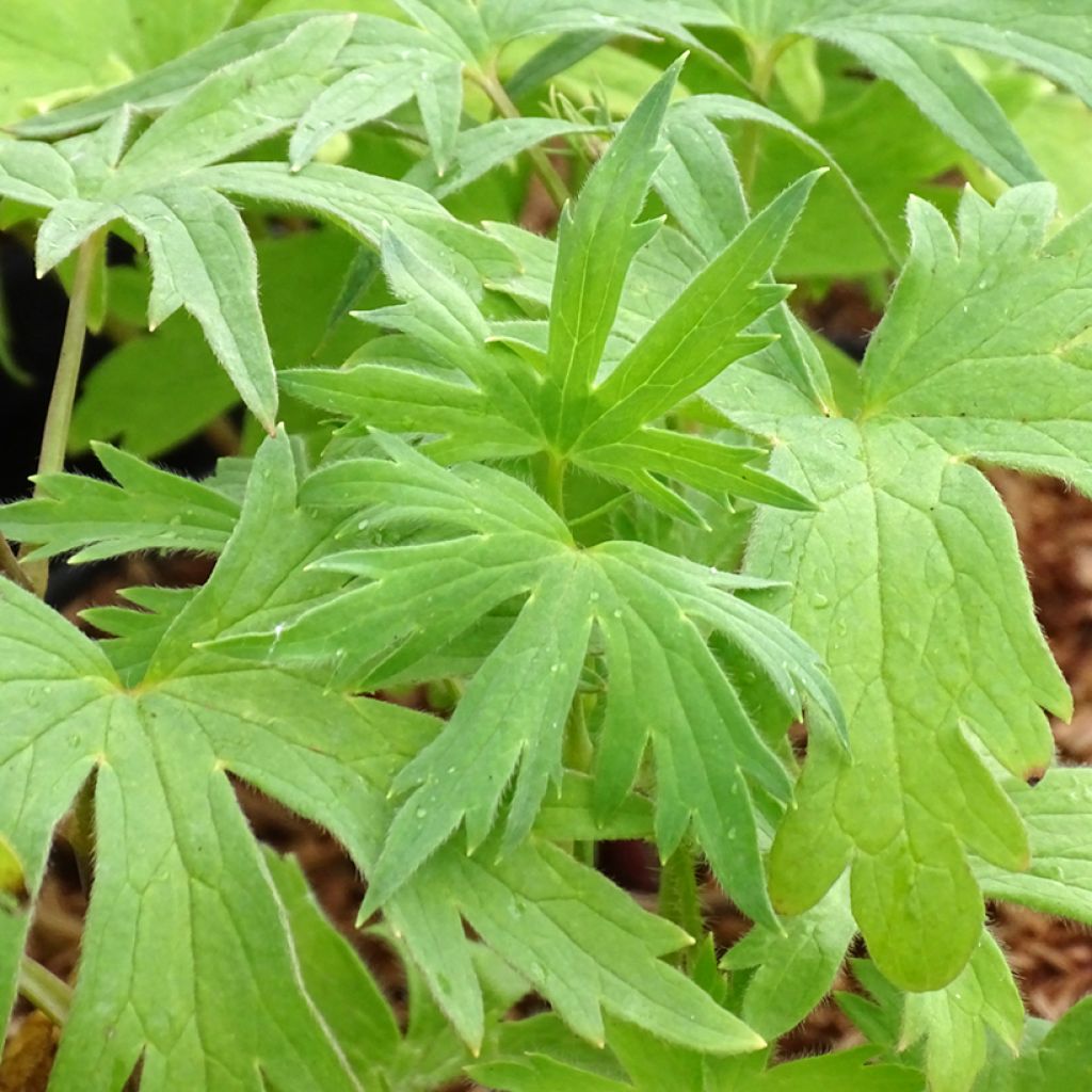 Delphinium Astolat Group - Larkspur