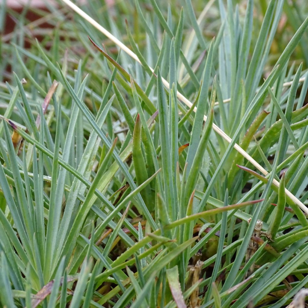 Dianthus plumarius Cranmere Pool