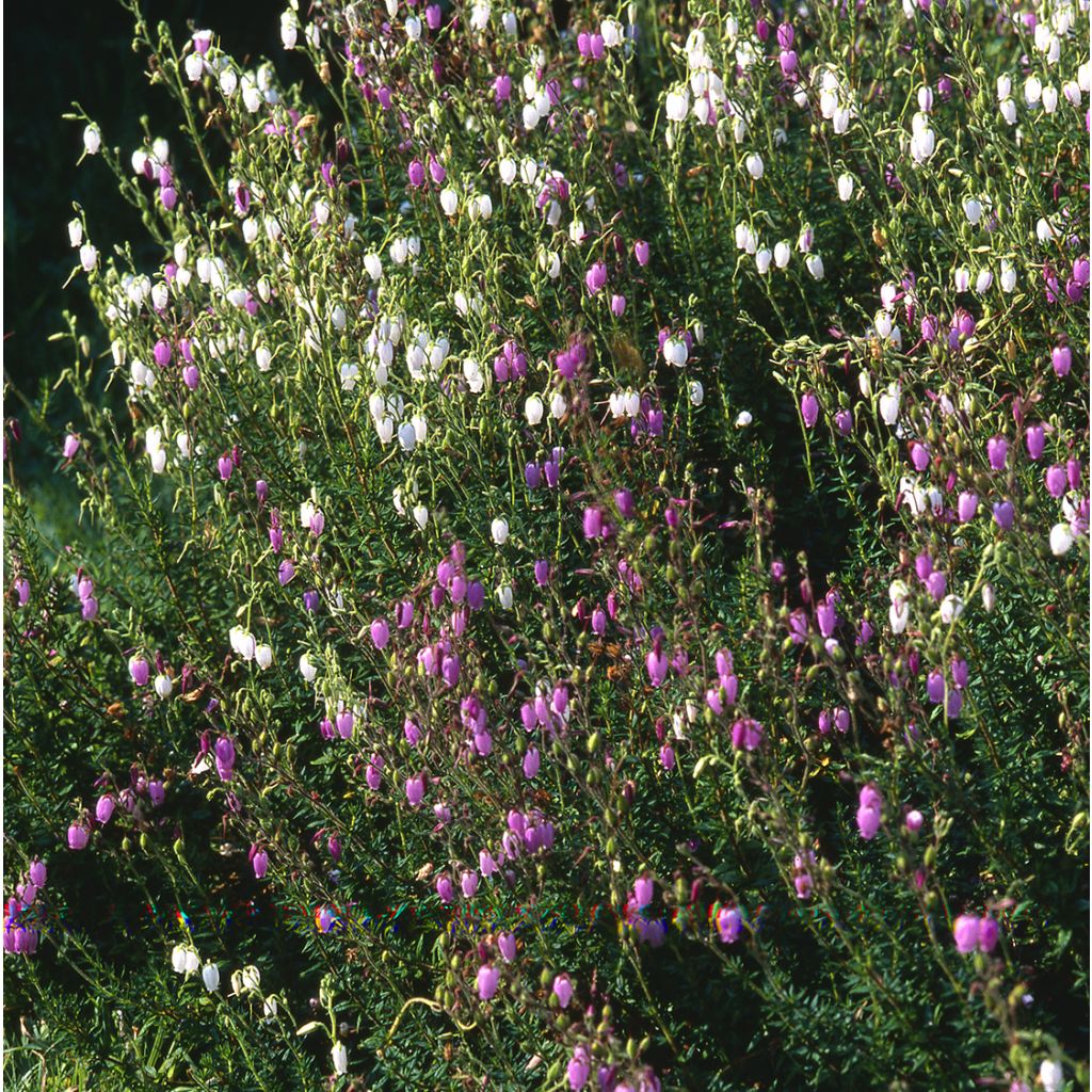 Daboecia cantabrica Globosa Pink - Irish Heath