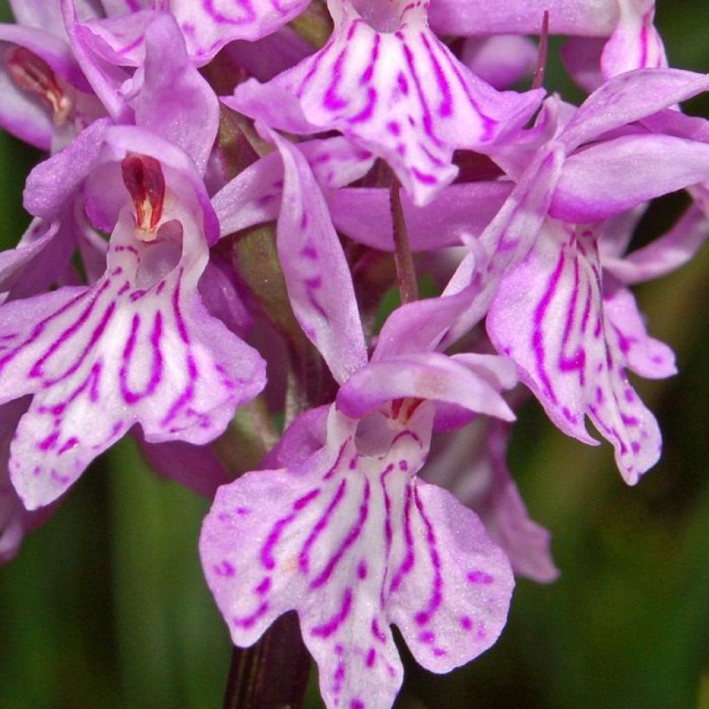 Dactylorhiza maculata - Spotted Orchi