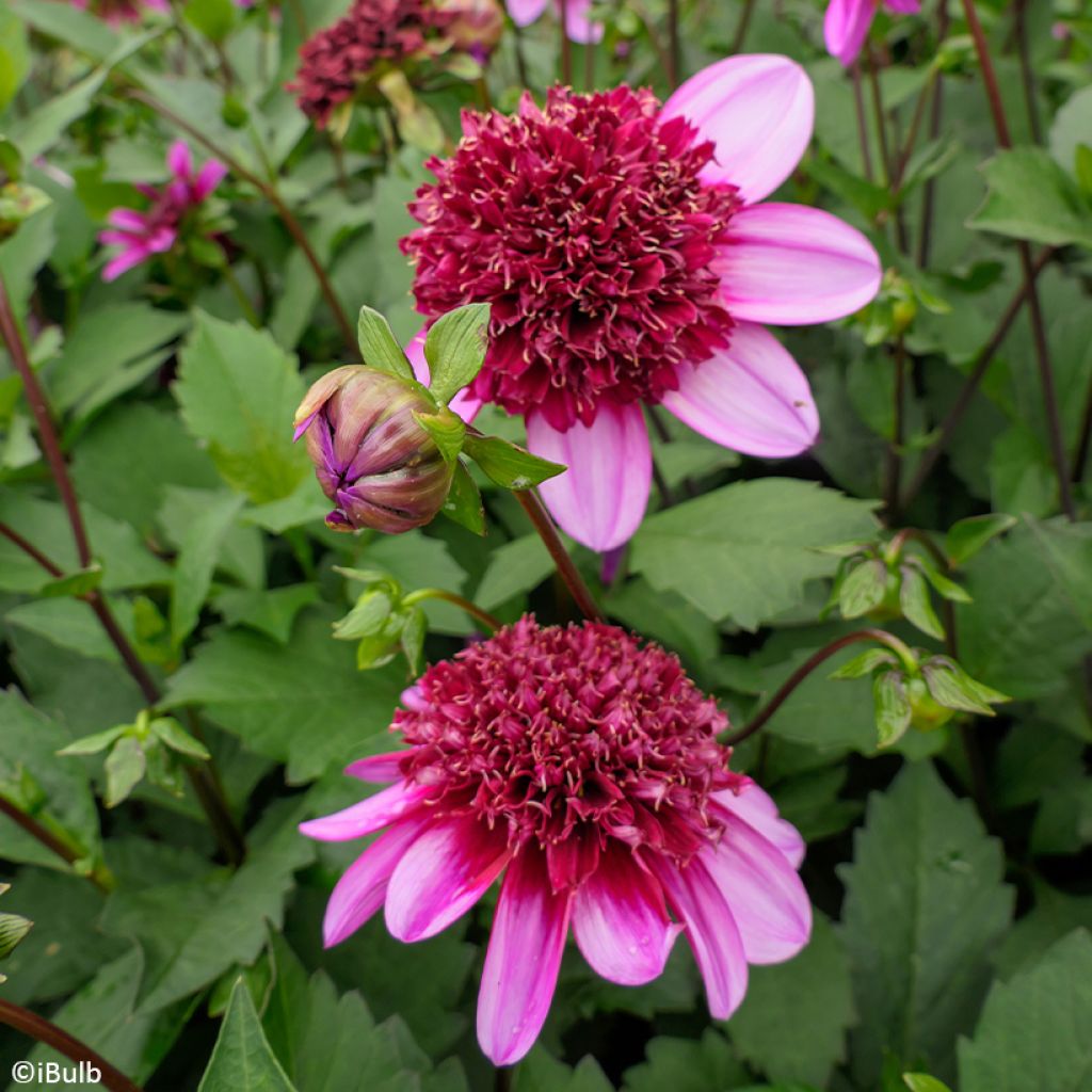 Dahlia  Poodle Skirt - Dahlia à fleurs d'anémone Poodle Skirt