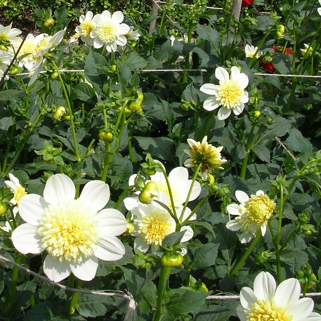 Dahlia Platinum Blonde