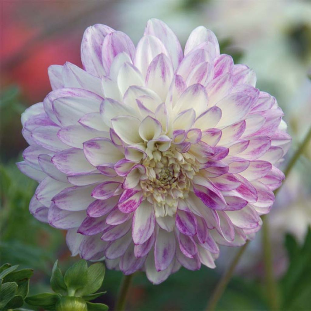 Dahlia Que Sera