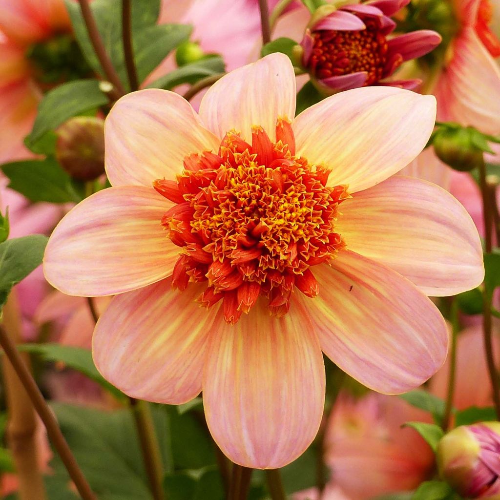 Dahlia Totally Tangerine