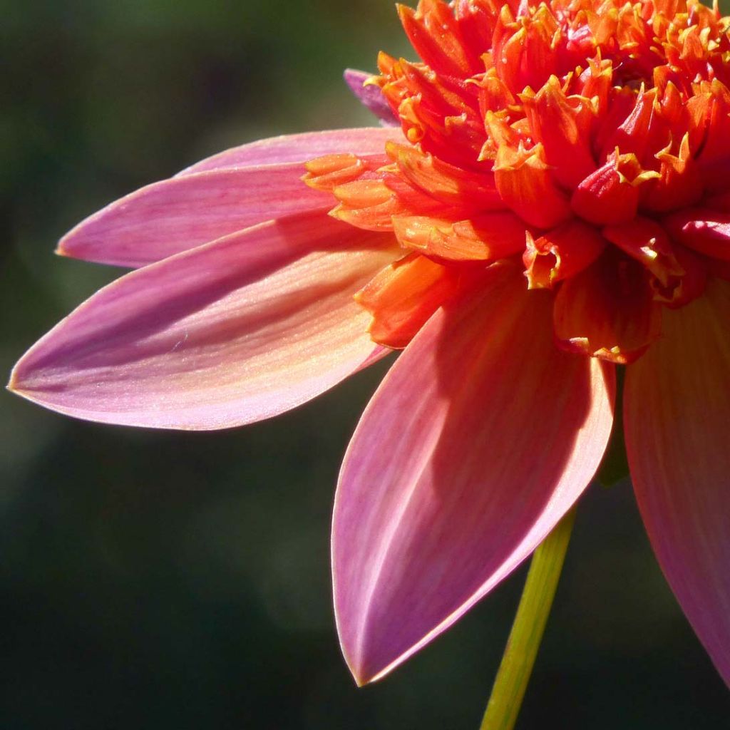 Dahlia Totally Tangerine