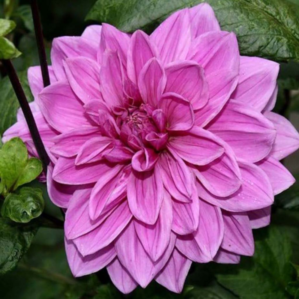 Dahlia Babylon Rose