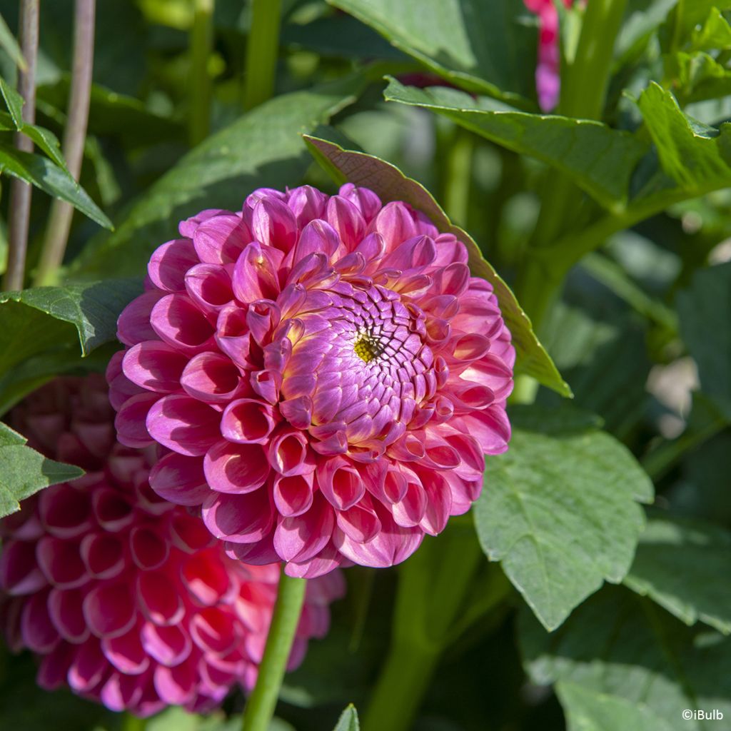 Dahlia  Jowey Frambo - Dahlia boule Jowey Frambo