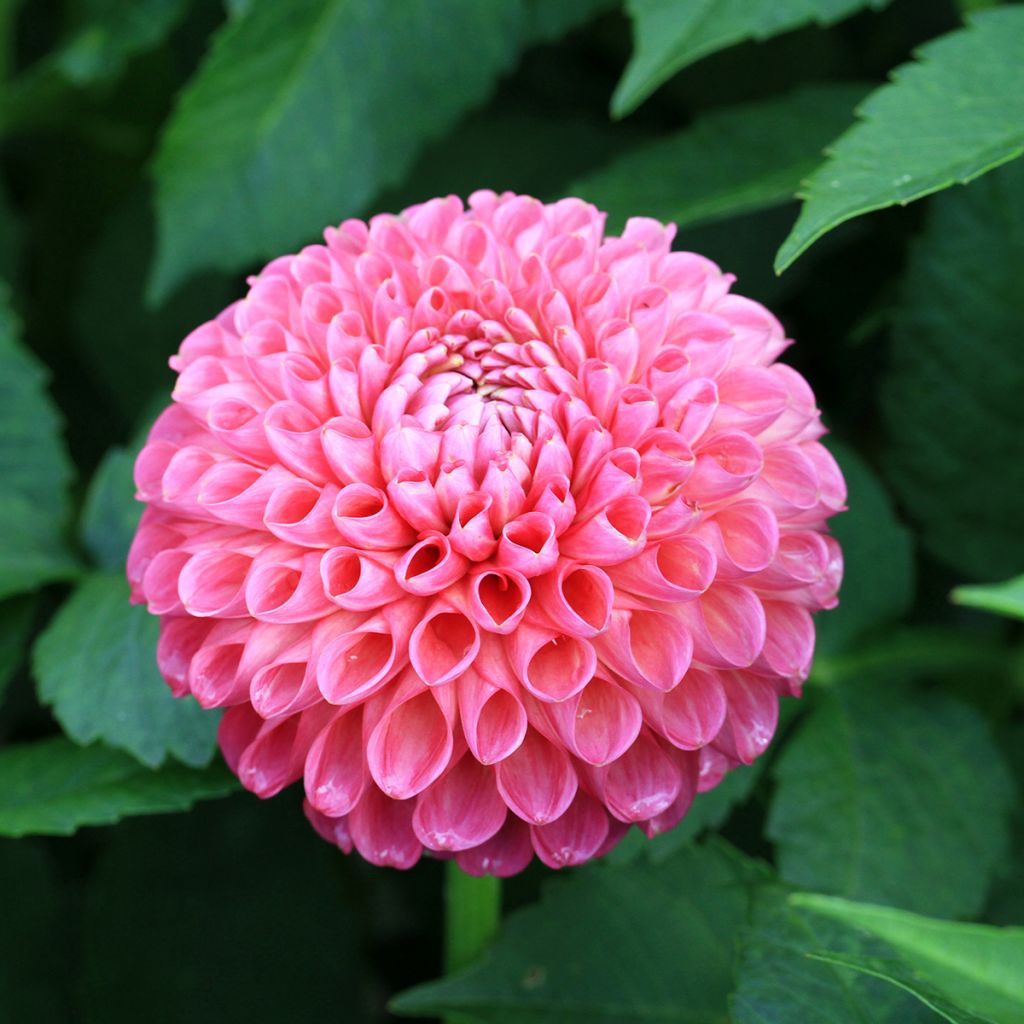 Dahlia  Jowey Frambo - Dahlia boule Jowey Frambo