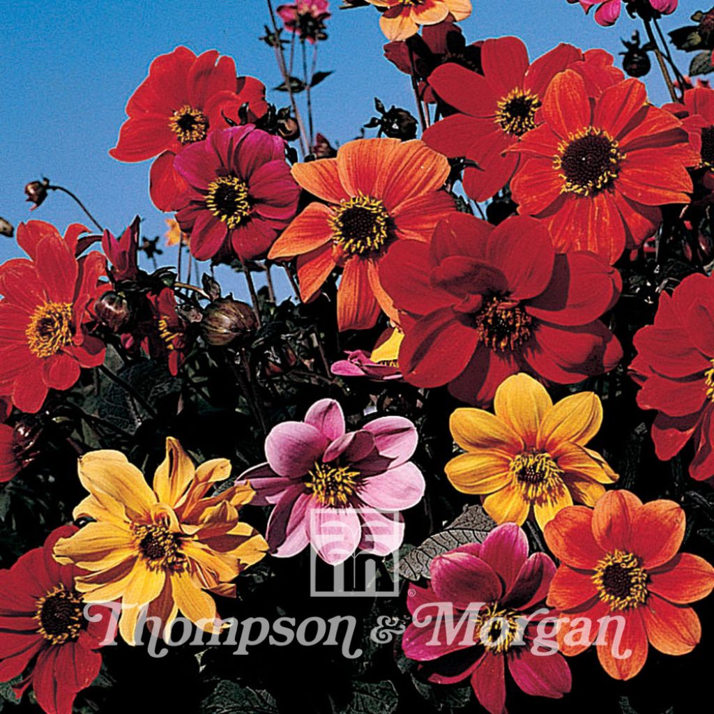 Dahlia Bishops Children Seeds