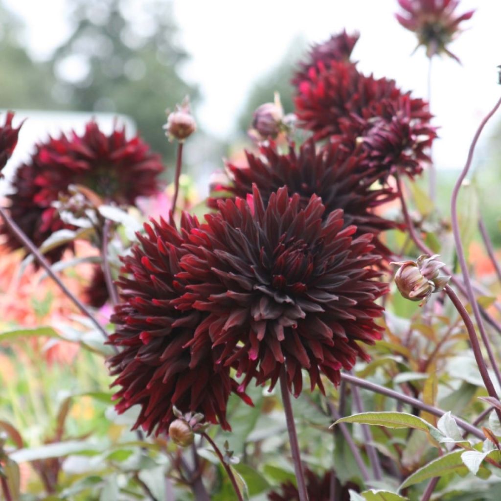 Dahlia Black Jack
