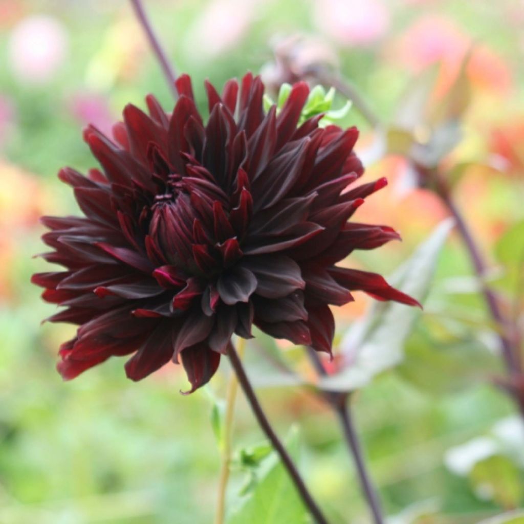 Dahlia Black Jack