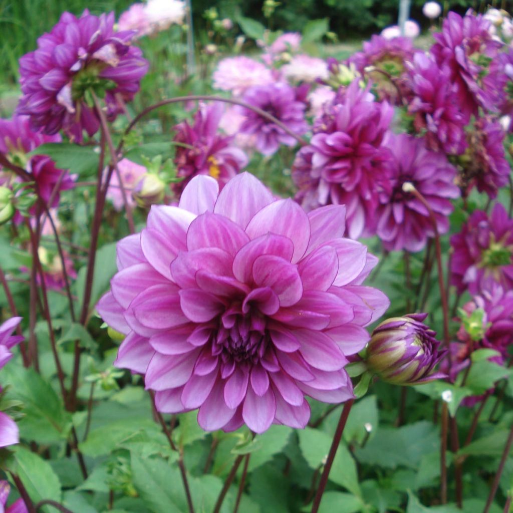 Dahlia Blue Bell