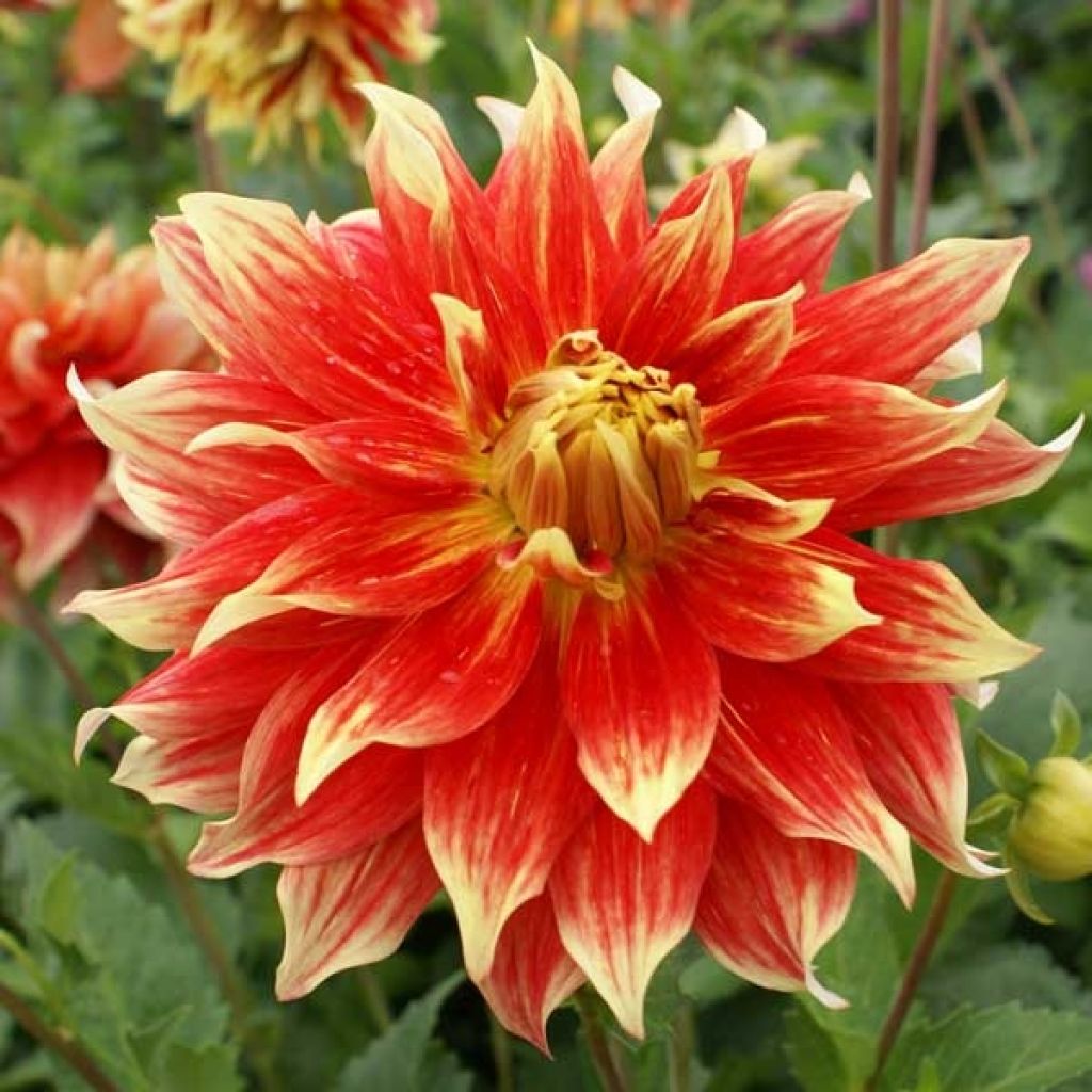Dahlia Bodacious