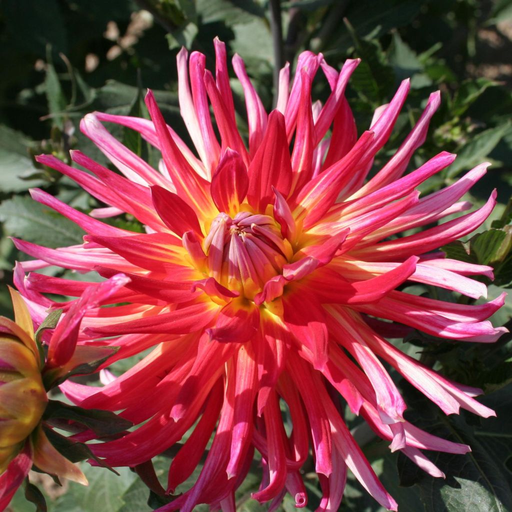 Dahlia Bora Bora