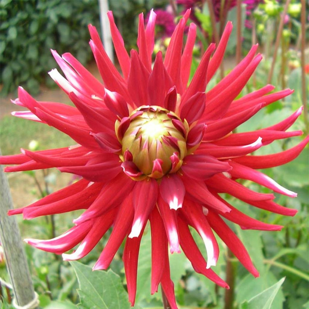 Dahlia Friguolet