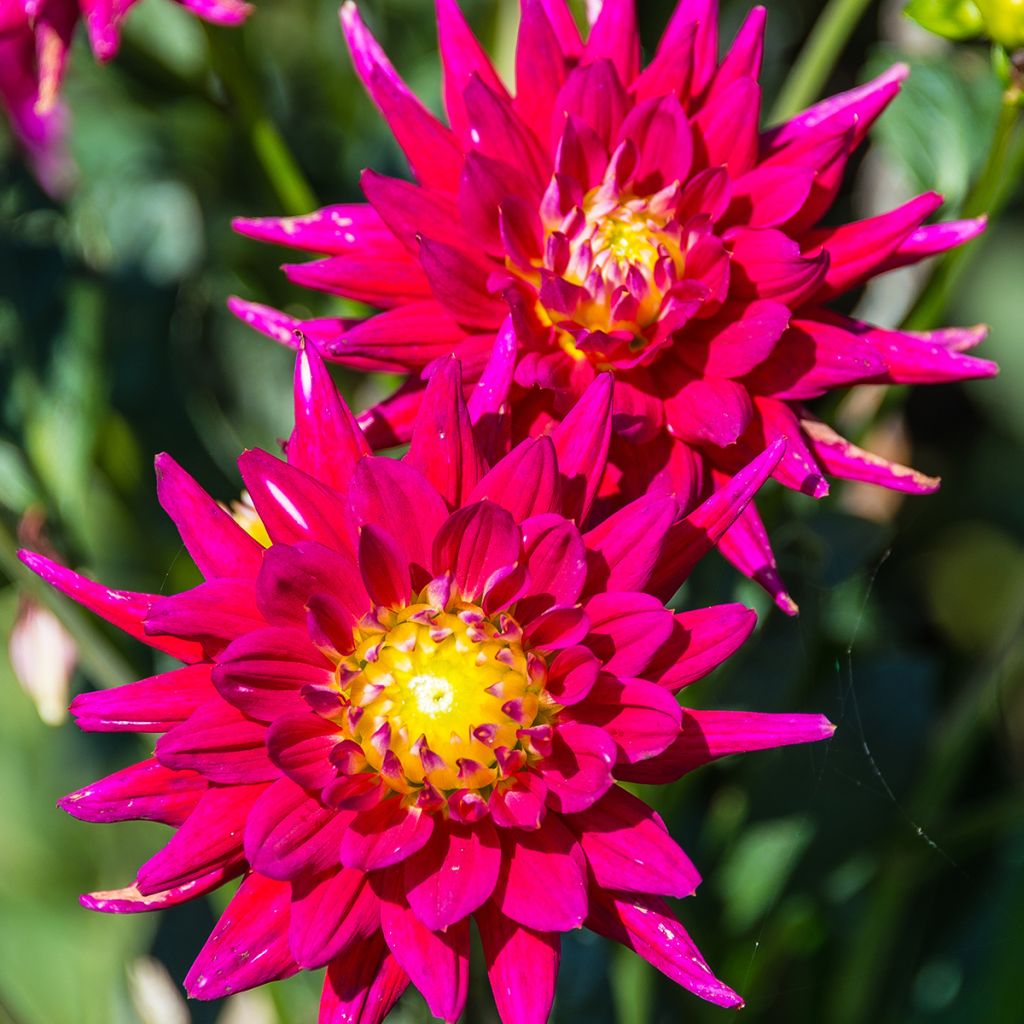 Dahlia  Karma Purple Corona - Dahlia cactus à grandes fleurs Karma Purple Corona