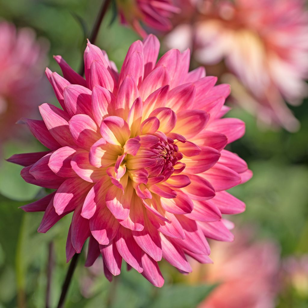 Dahlia Mingus Julie