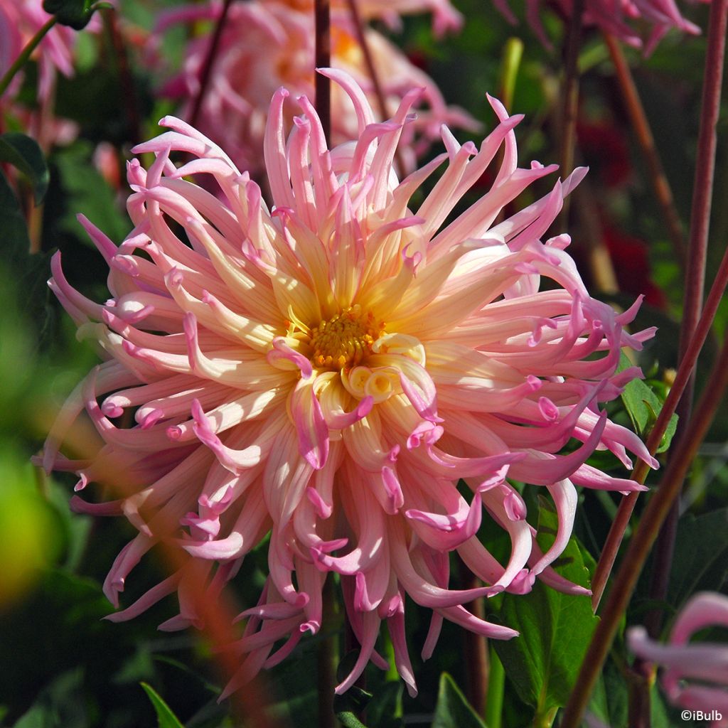 Dahlia  Star Surprise