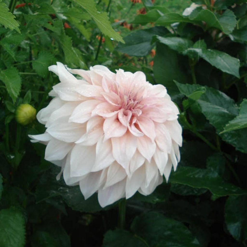 Dahlia Café au Lait