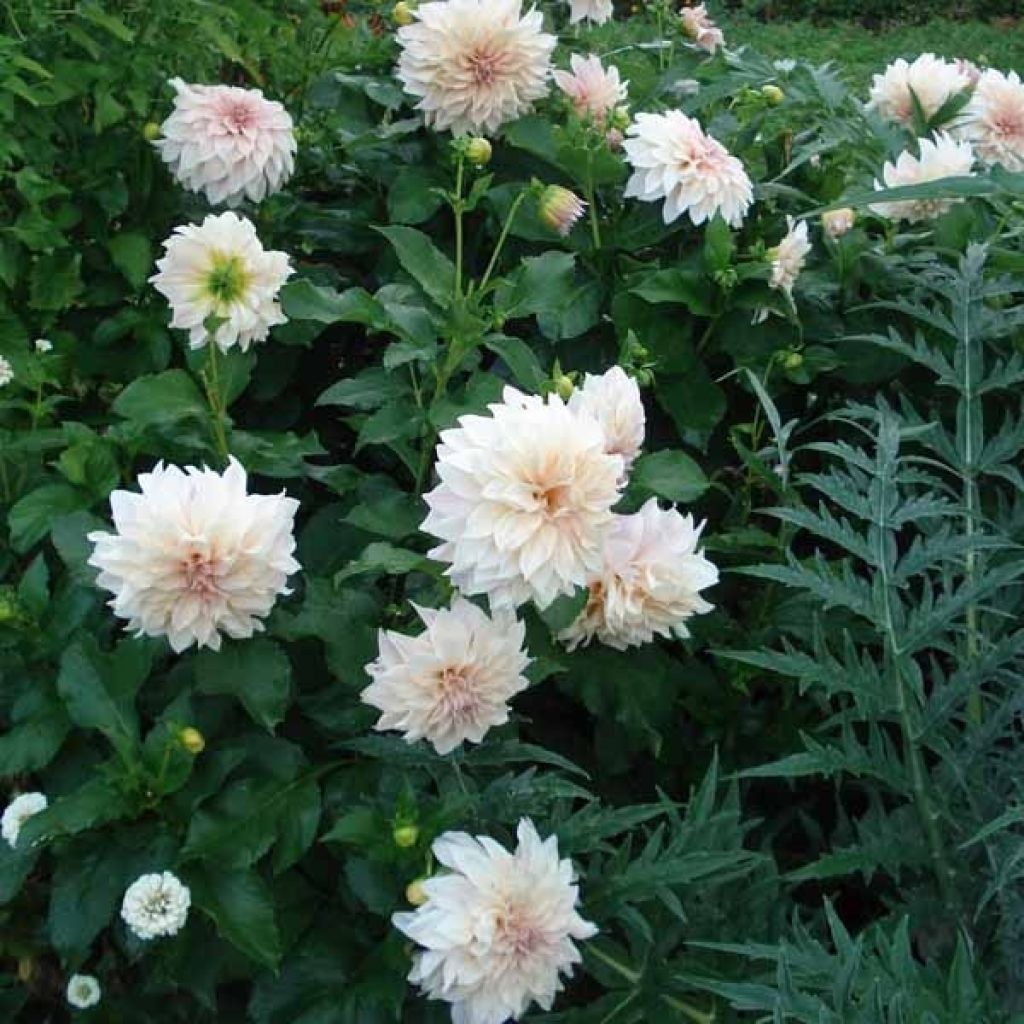 Dahlia Café au Lait