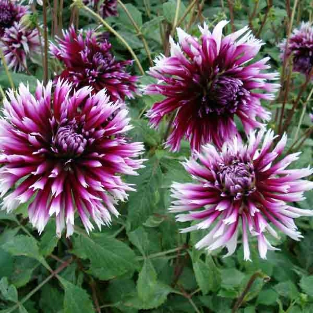 Dahlia Clair Obscur