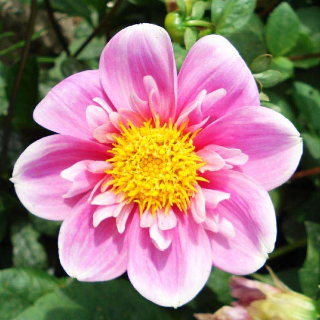Dahlia Hartenaas Obs
